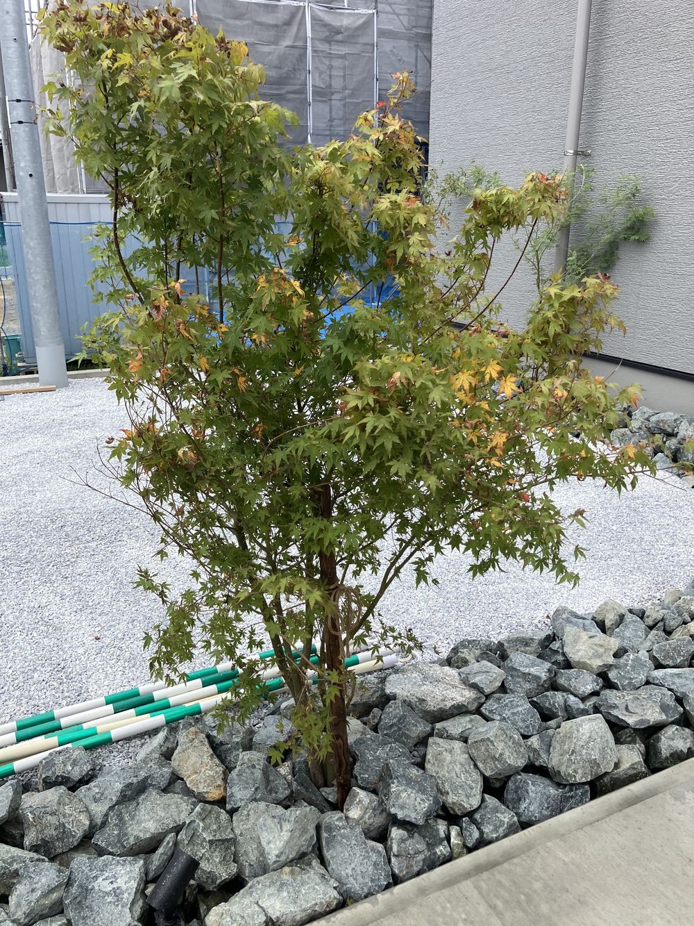 イロハモミジの株立ちと天然石のぐり石（佐賀県三養基郡基山町 新築外構）